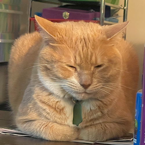 An orange cat laying down